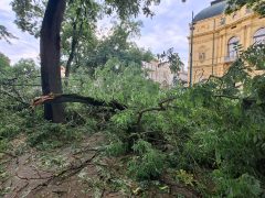 Szeged, vihar, károk, fák, kidőlt fák, természeti kár
