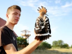 Sándorfalva, madárgyűrűzés, Sándorfalvi Szalakóta Látogatóközpont, természet, madár