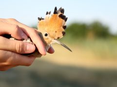 Sándorfalva, madárgyűrűzés, Sándorfalvi Szalakóta Látogatóközpont, természet, madár