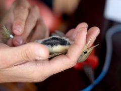 Sándorfalva, madárgyűrűzés, Sándorfalvi Szalakóta Látogatóközpont, természet, madár
