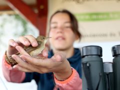 Sándorfalva, madárgyűrűzés, Sándorfalvi Szalakóta Látogatóközpont, természet, madár