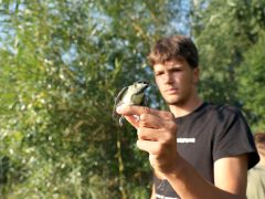 Sándorfalva, madárgyűrűzés, Sándorfalvi Szalakóta Látogatóközpont, természet, madár