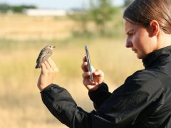Sándorfalva, madárgyűrűzés, Sándorfalvi Szalakóta Látogatóközpont, természet, madár