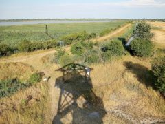 Sándorfalva, madárgyűrűzés, Sándorfalvi Szalakóta Látogatóközpont, természet, madár