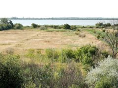 Sándorfalva, madárgyűrűzés, Sándorfalvi Szalakóta Látogatóközpont, természet, madár