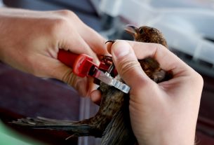 Sándorfalva, madárgyűrűzés, Sándorfalvi Szalakóta Látogatóközpont, természet, madár