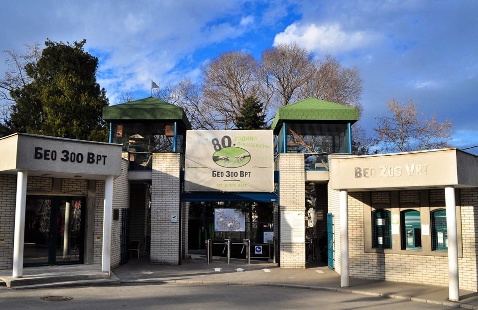 Belgrád. Állatkert. Elszabadult zebra. Fotó: belgradecard.rs