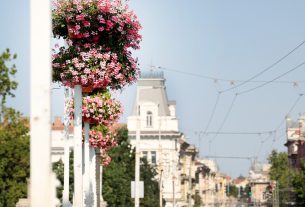 Szeged, virágos szeged, szegedi terek, nyár, időjárás, virág