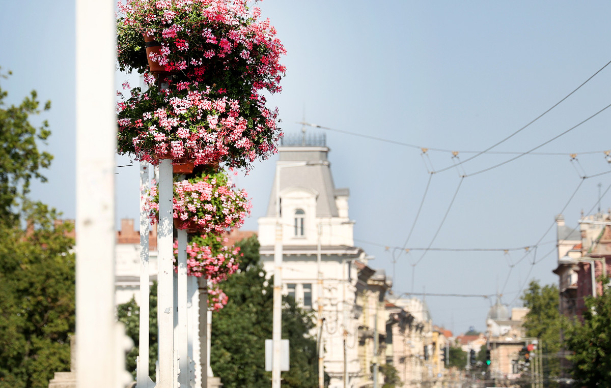 Szeged, virágos szeged, szegedi terek, nyár, időjárás, virág