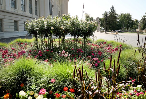 Szeged, virágos szeged, szegedi terek, nyár, időjárás, virág