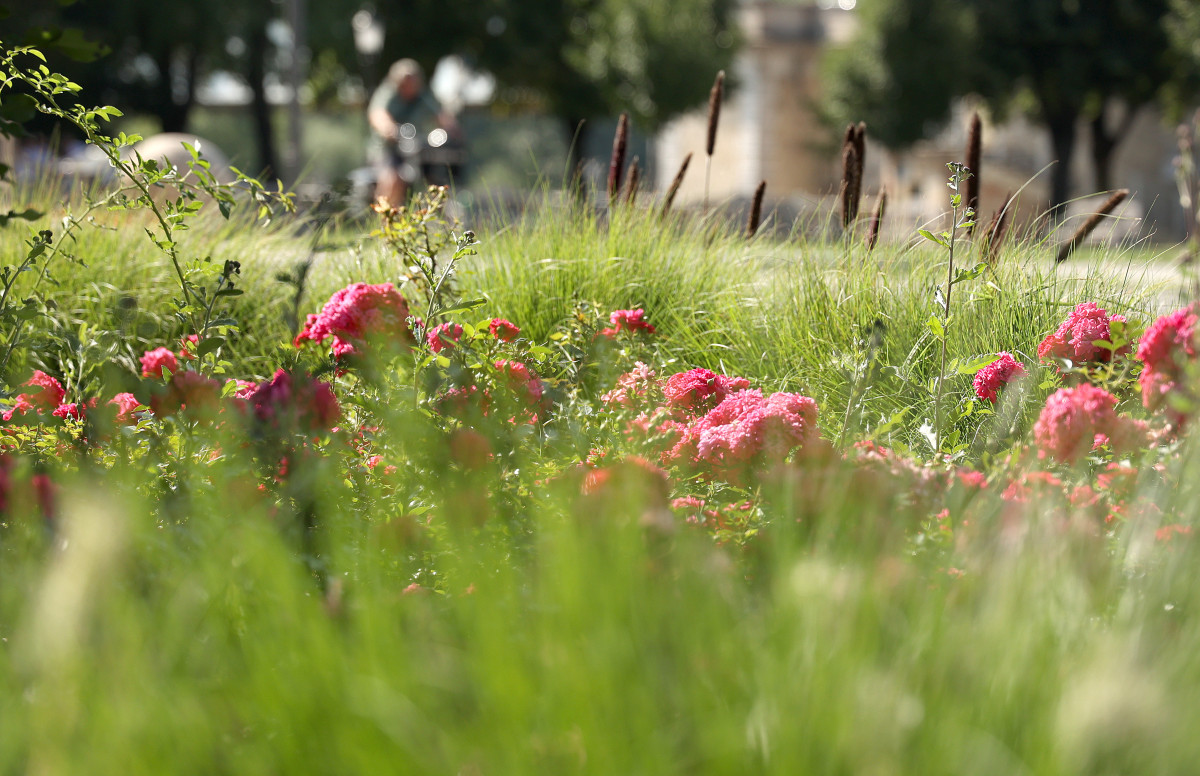Szeged, virágos szeged, szegedi terek, nyár, időjárás, virág