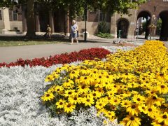 Szeged, virágos szeged, szegedi terek, nyár, időjárás, virág