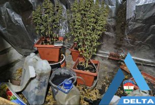 Tűzoltás után egy cannabisültetvényre bukkantak a tűzoltók Makón