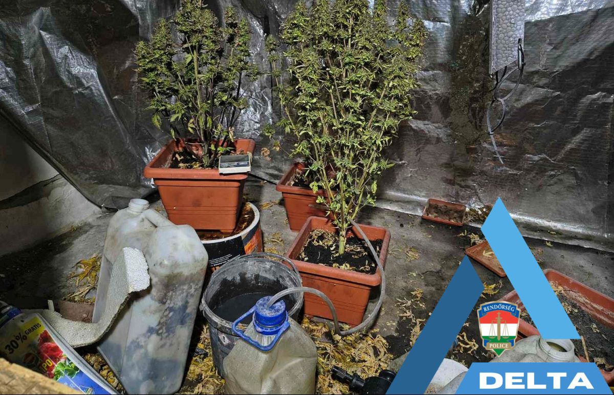 Tűzoltás után egy cannabisültetvényre bukkantak a tűzoltók Makón
