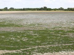 Mórahalom, kiszáradt, Nagyszéksós-tó, Bivalyrezervátum, vízfelület, aszály, szárazság, nyár, természet, hattyú