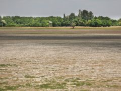 Mórahalom, kiszáradt, Nagyszéksós-tó, Bivalyrezervátum, vízfelület, aszály, szárazság, nyár, természet, hattyú