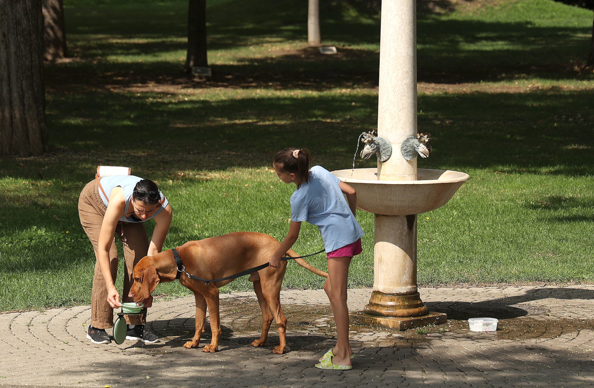 Szeged, meleg, nyár, hőség, kánikula, időjárás, kutya, póráz, itatás, Stefánia