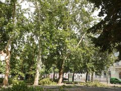 Szeged, Széchenyi tér, platán, Szegedi Környezetgazdálkodási Nkft., alpinisták, fanyesés, fák