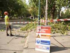 Szeged, Széchenyi tér, platán, Szegedi Környezetgazdálkodási Nkft., alpinisták, fanyesés, fák