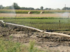 Mórahalom, föld, locsolnak, locsolás, öntözés, nyár, augusztus, időjárás, aszály, szárazság, mezőgazdaság