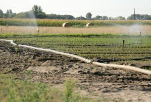 Mórahalom, föld, locsolnak, locsolás, öntözés, nyár, augusztus, időjárás, aszály, szárazság, mezőgazdaság