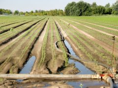 Mórahalom, föld, locsolnak, locsolás, öntözés, nyár, augusztus, időjárás, aszály, szárazság, mezőgazdaság