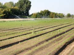 Mórahalom, föld, locsolnak, locsolás, öntözés, nyár, augusztus, időjárás, aszály, szárazság, mezőgazdaság