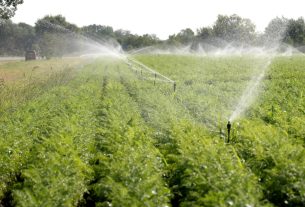 Mórahalom, föld, locsolnak, locsolás, öntözés, nyár, augusztus, időjárás, aszály, szárazság, mezőgazdaság