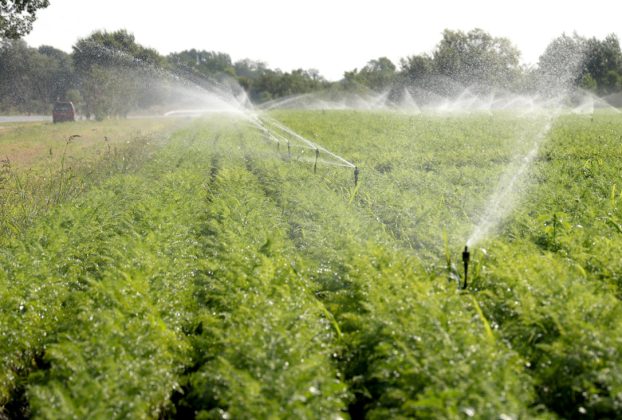 Mórahalom, föld, locsolnak, locsolás, öntözés, nyár, augusztus, időjárás, aszály, szárazság, mezőgazdaság