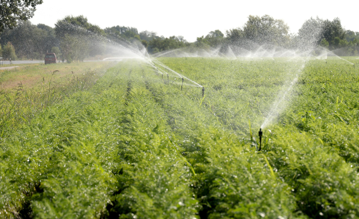 Mórahalom, föld, locsolnak, locsolás, öntözés, nyár, augusztus, időjárás, aszály, szárazság, mezőgazdaság