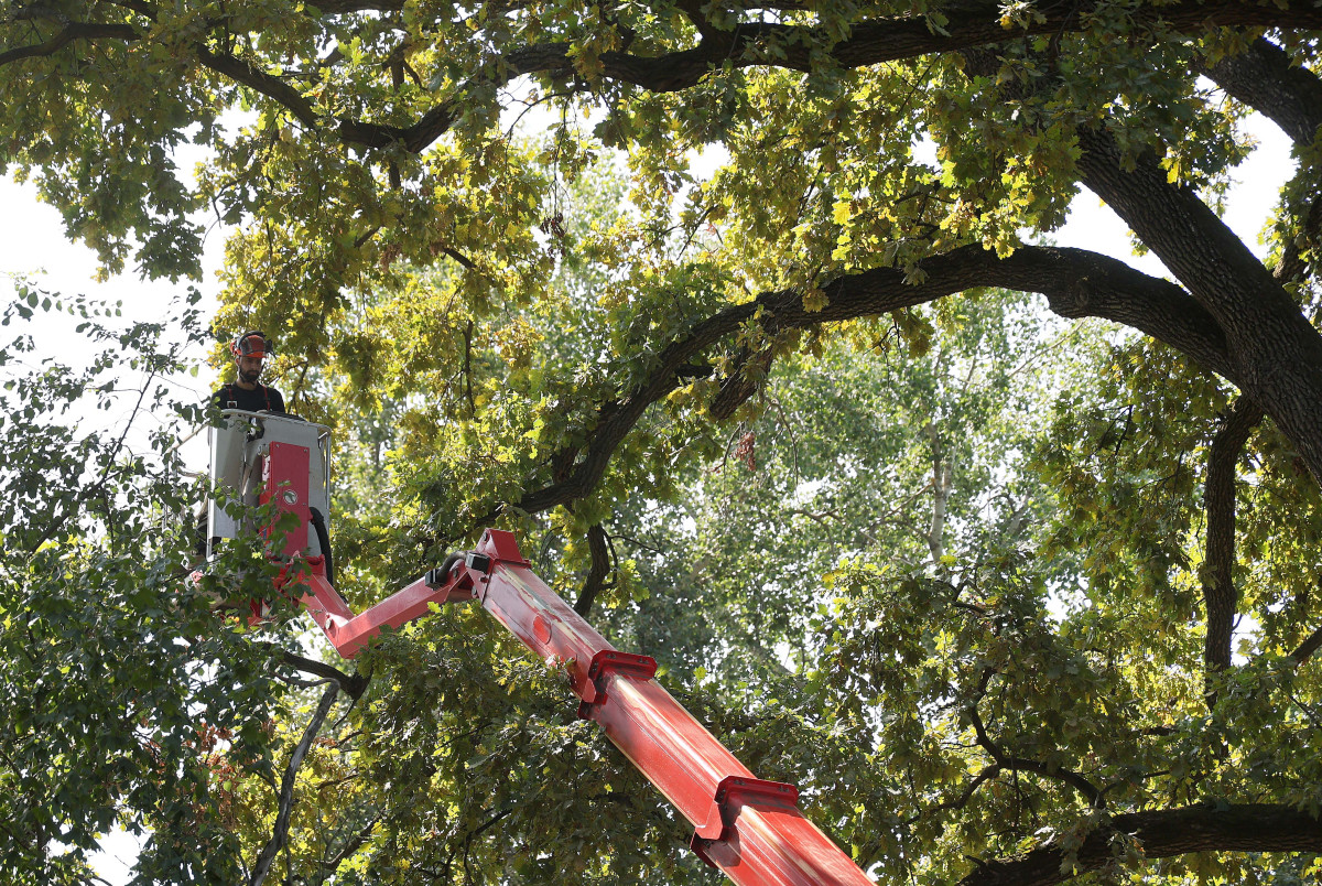 Szeged, újszeged, Erzsébet liget, park, fák, fa, természet, fanyesés, ellenőrzés, faápolók