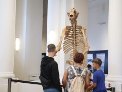 Szeged, Móra Ferenc Múzeum, múzeum, Jégkorszak kiállítás, 50 ezredik látogató, kultura