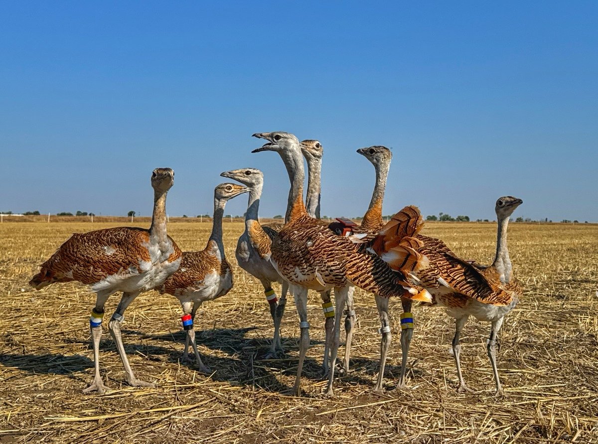 18 fiatal túzokot engedtek szabadon a Csanádi pusztákon