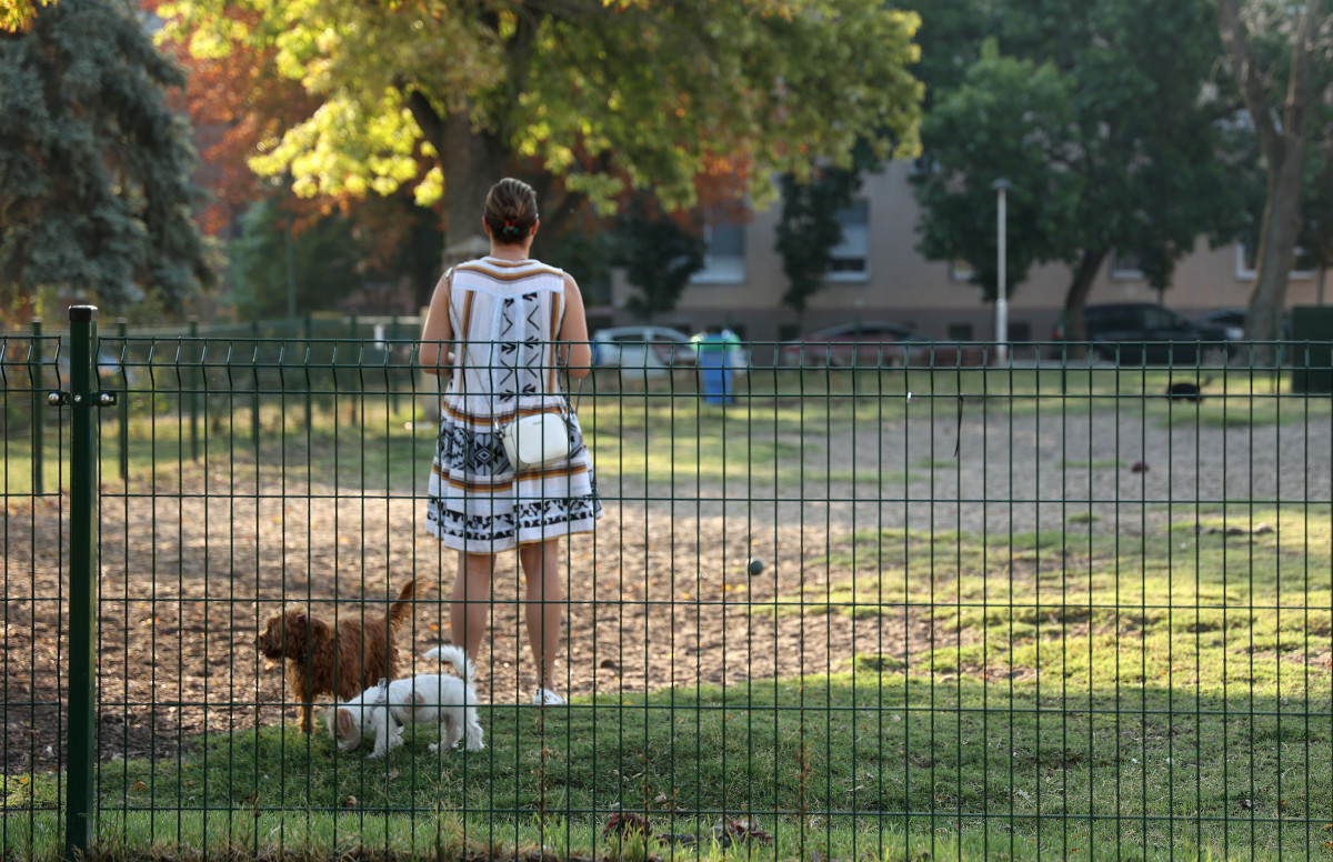 Szeged, kutyafuttató, kutya, Lechner tér