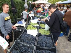 Szeged, ősz, szeptember, zöldség, gyümölcs, Mars téri piac, piac, gazdaság, szőlő, szilva, bab, körte, karfiol, paprika, paradicsom, hagyma, fokhagyma