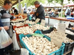 Szeged, ősz, szeptember, zöldség, gyümölcs, Mars téri piac, piac, gazdaság, szőlő, szilva, bab, körte, karfiol, paprika, paradicsom, hagyma, fokhagyma