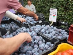 Szeged, ősz, szeptember, zöldség, gyümölcs, Mars téri piac, piac, gazdaság, szőlő, szilva, bab, körte, karfiol, paprika, paradicsom, hagyma, fokhagyma