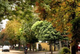 Szeged, ősz, gesztenyefa, gesztenye, időjárás, természet