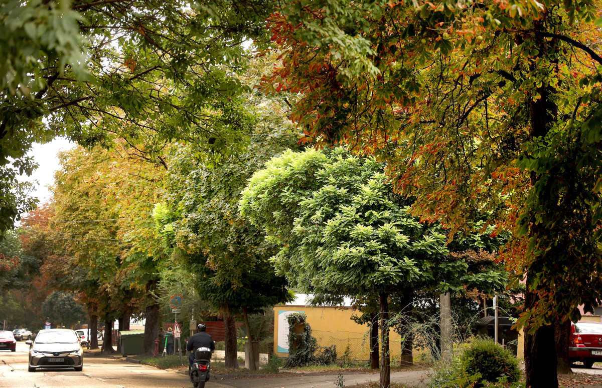 Szeged, ősz, gesztenyefa, gesztenye, időjárás, természet
