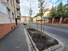 Szeged, Dózsa György utca, fásítás, fa, fák, zöld sziget