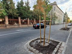 Szeged, Dózsa György utca, fásítás, fa, fák, zöld sziget