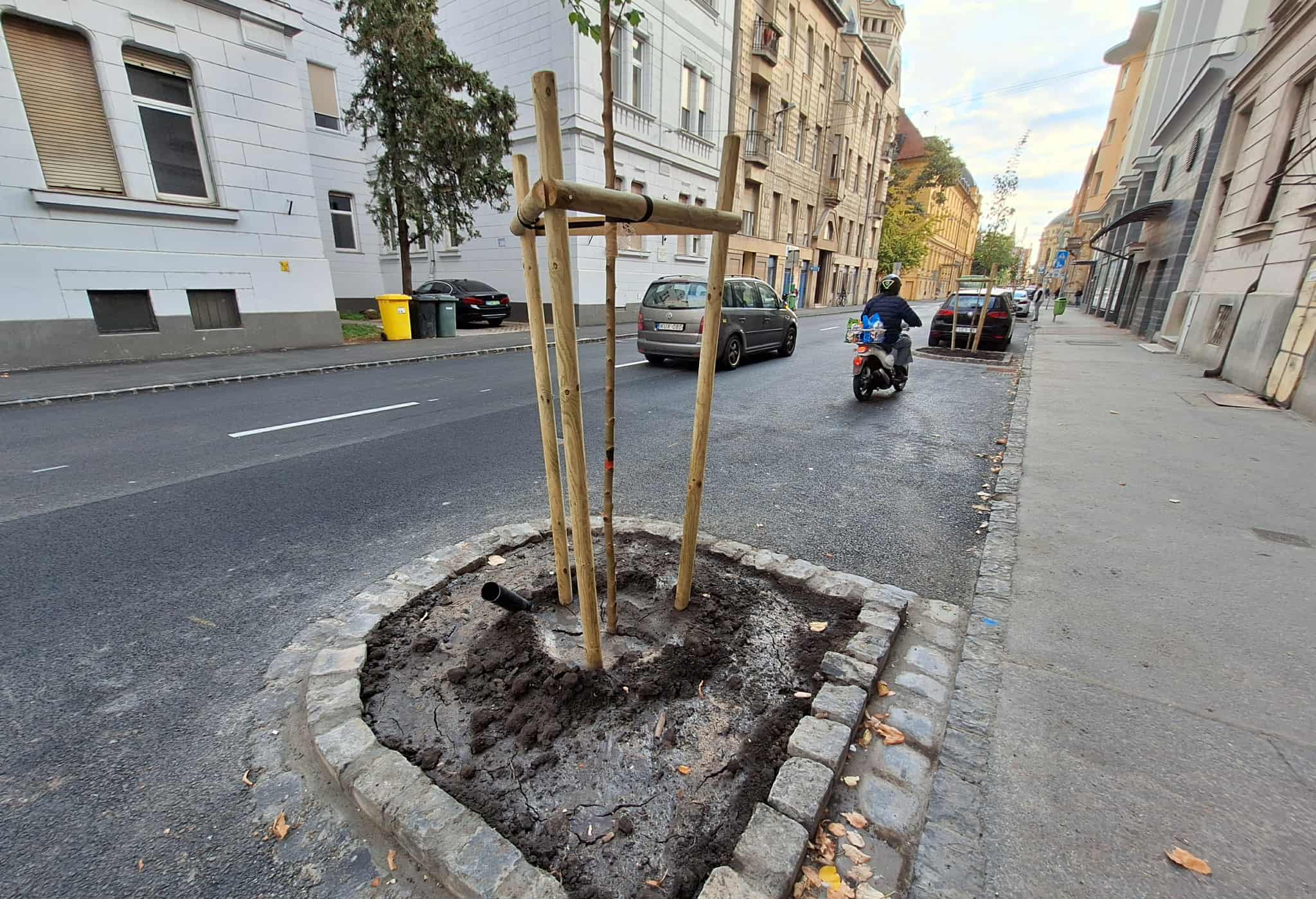 Szeged, Dózsa György utca, fásítás, fa, fák, zöld sziget
