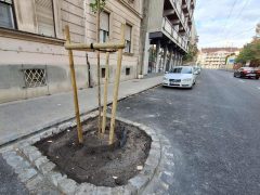 Szeged, Dózsa György utca, fásítás, fa, fák, zöld sziget