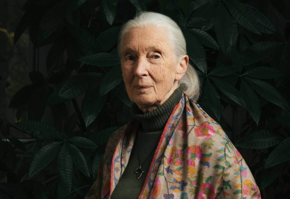 Elhunyt Jane Goodall. Fotó: Dr. Jane Goodall hivatalos FB