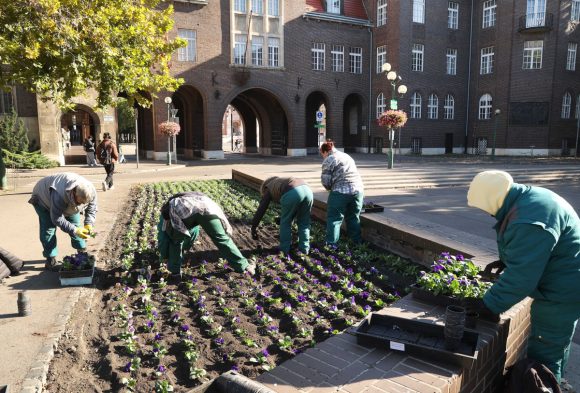 Szeged, őszi virágok, kiültetés, virágültetés, árvácska, ősz, Aradi vértanúk tere