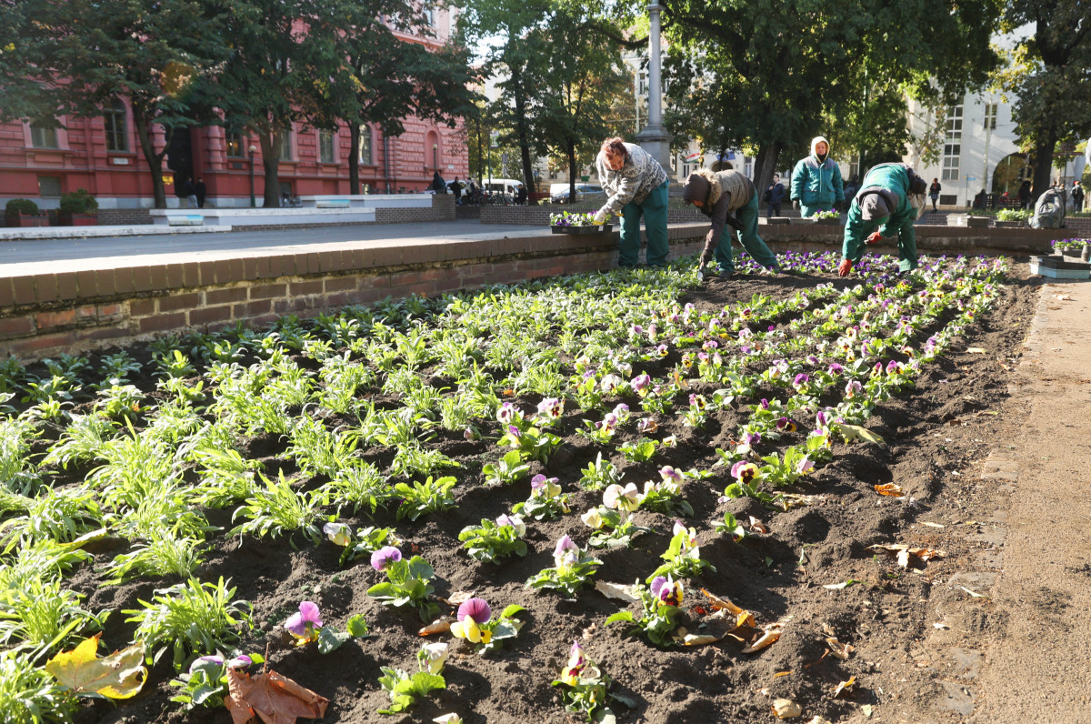 Szeged, őszi virágok, kiültetés, virágültetés, árvácska, ősz, Aradi vértanúk tere