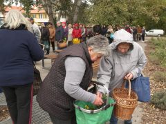 Szeged, őszi virágosztás, Újszeged, Körmendi Zoltán, önkormányzati képviselő, árvácska