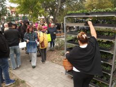 Szeged, őszi virágosztás, Újszeged, Körmendi Zoltán, önkormányzati képviselő, árvácska