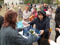 Szeged, őszi virágosztás, Újszeged, Körmendi Zoltán, önkormányzati képviselő, árvácska
