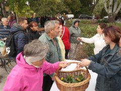Szeged, őszi virágosztás, Újszeged, Körmendi Zoltán, önkormányzati képviselő, árvácska